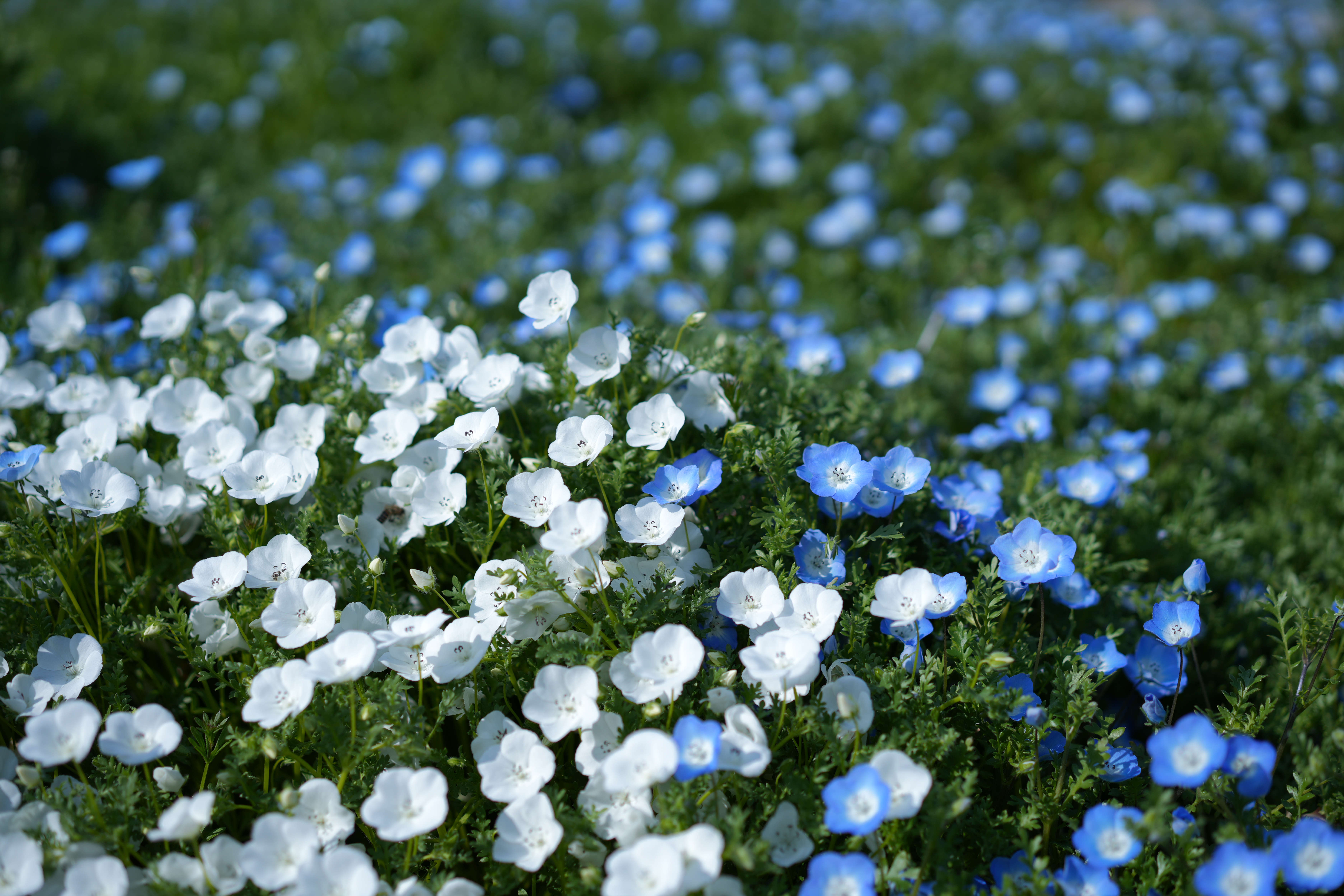 繁花